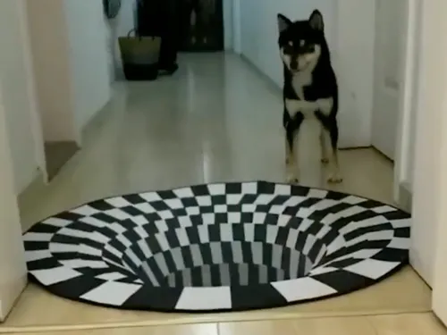 Trois chiens perturbés par une illusion d’optique (Vidéo)